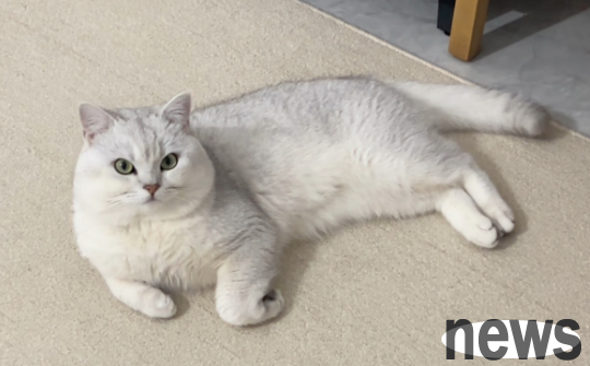 What should you pay attention to when adopting a cat? These things should be done when a cat gets home