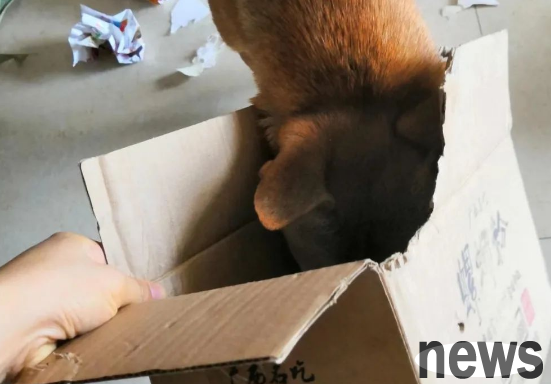 Things to note about dog abundance