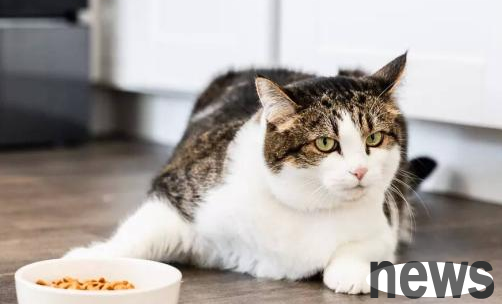Cats lose appetite? What is the reason?