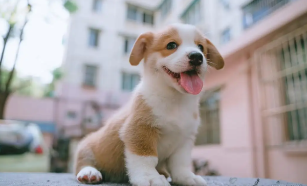 What should I do if my dog ​​suffers from 