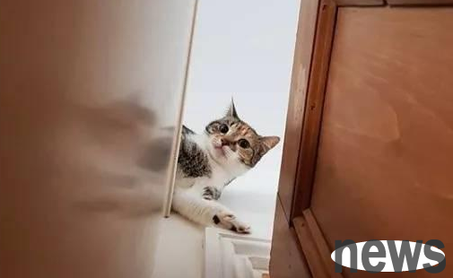 Where do cats usually go when they get lost in the corridor?