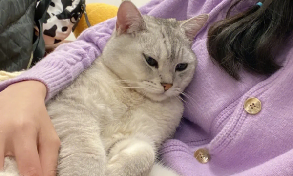 Top 10 Bad Things about Female Cats