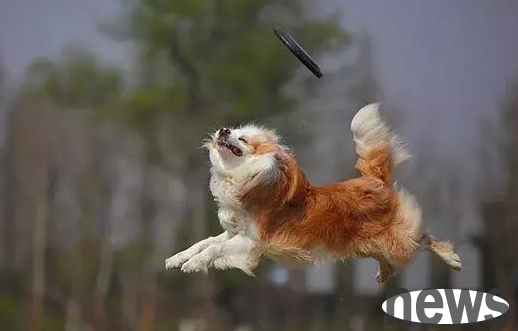 Detailed explanation of one article: Taming pet dogs and learning simple skills