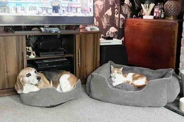 Cats occupy the dog s bed, greedy cats steal the good beagle s bed, all of this is love