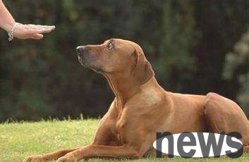 How to train a puppy? Three ways to train puppies!