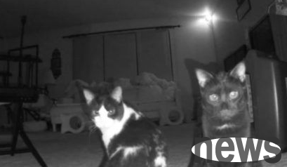 A man set up a monitor at home and accidentally captured Ermao s super dramatic appearance