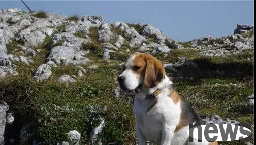 Are Beagles housekeepers? They are weak at housekeeping and are friendly to strangers.