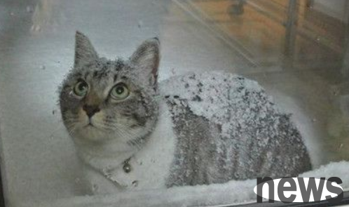 Cats brave the heavy snow every day to find friends, just to quarrel