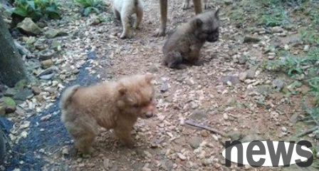 Loyal dog stranded deep in the mountains, owner finally found the dog after climbing many times