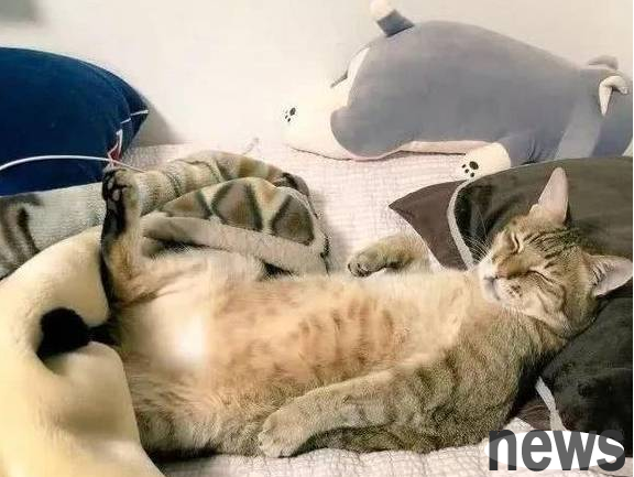 The cat took over the owner s bed and wanted to hit him after being woken up